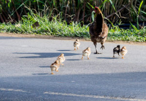 hen-and-chicks-crossing-road-2