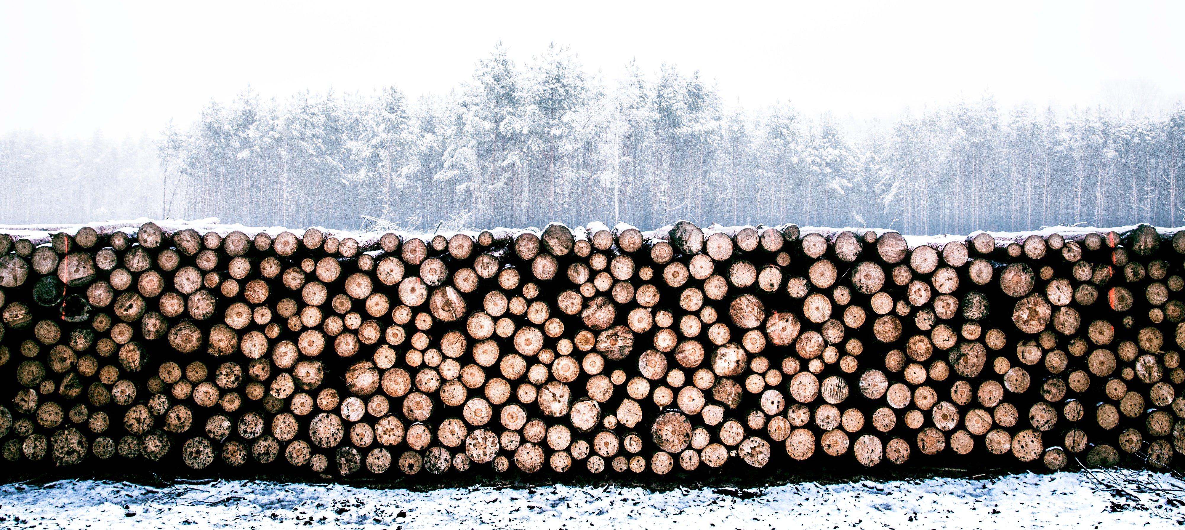 logging-unsplash